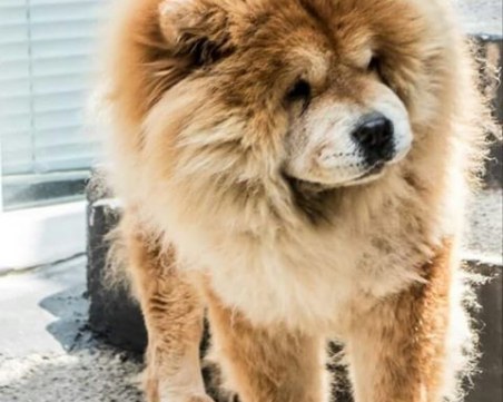 Рокси изчезна в Коматево! Виждали ли сте я? * СНИМКА