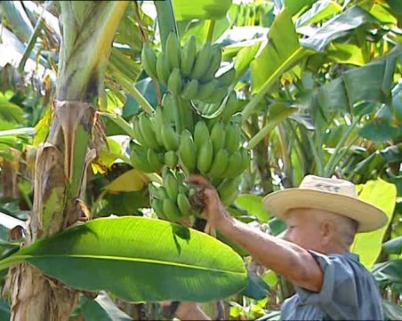 Село в Пловдивско с най-голяма реколта от банани у нас