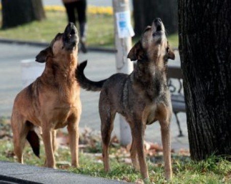 Жестоко! Мъже пребиха куче до смърт с метални тръби