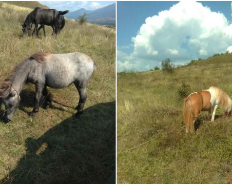 Две понита се лутат сами из Пловдивско! Стопанинът им ги издирва