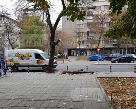 Клон се сгромоляса в центъра на Пловдив СНИМКИ