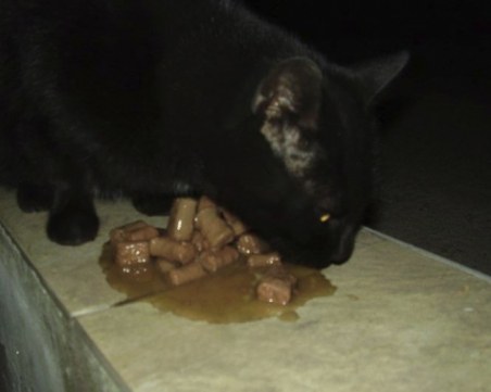 Майстори зазидаха коте в стълбище СНИМКИ