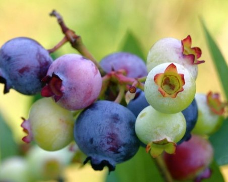 Най-полезните храни с цвят лилав