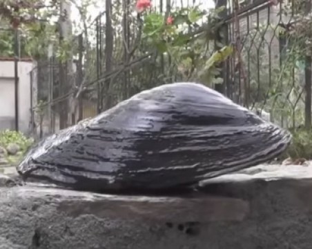 Рибар извади невиждана мида гигант, еколози я изследват СНИМКИ