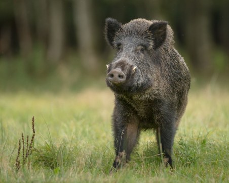 Диво прасе предизвика двойна катастрофа на АМ “Тракия“