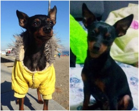 Пловдивчани издирват кучето си, предлагат възнаграждение СНИМКИ