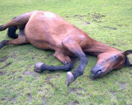 Разследват убийството на коне в Калугерово