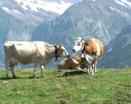 Референдум в Швейцария - за или против рогата на кравите