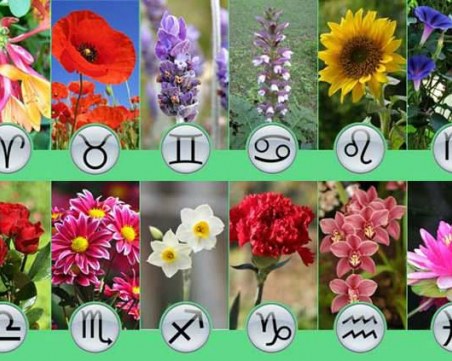 Цветен хороскоп за месец ноември