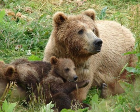 Мечка с две малки галопираха пред автомобил край Смолян ВИДЕО