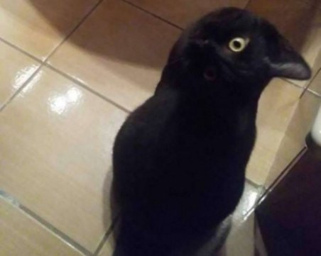 Невероятна оптична илюзия: Какво виждате?