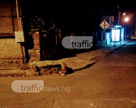 След Смирненски, Кума Лиса се разходи и в Прослав СНИМКИ