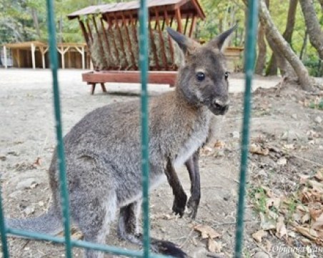 Заловиха избягалото кенгуруто Кики, похапвало марули в оранжерия