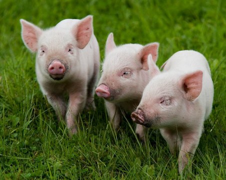 Жена отмъкна джибрите, 3 прасета и туршиите на мъжа, с когото живее