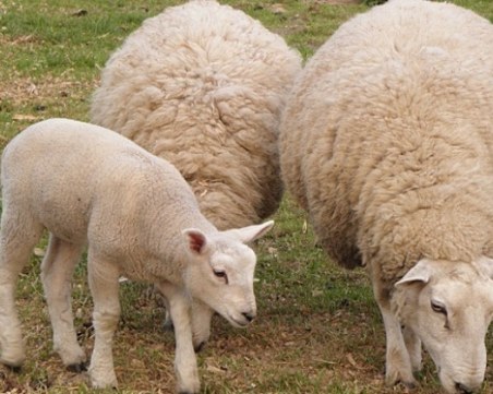 Фермери съдят БАБХ след чумата по животните