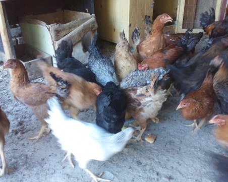 Няма да криминализират отглеждането на  животни в дворовете на хората