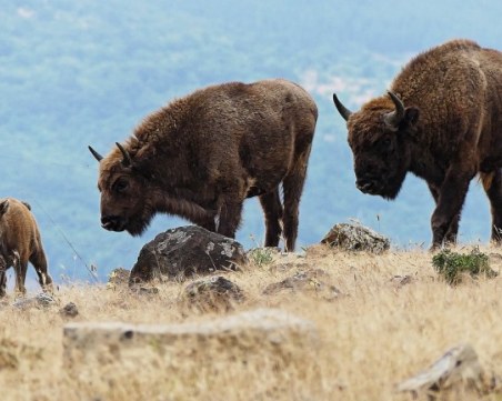 От 5 години зубри живеят в Източните Родопи