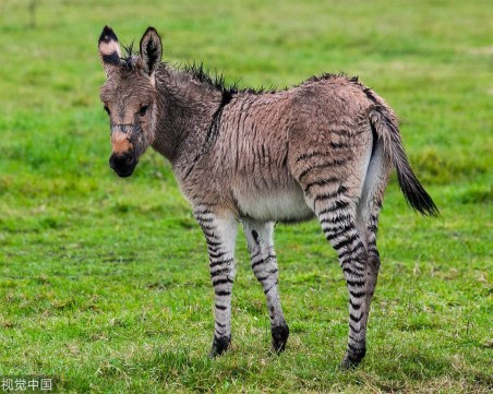 В британска ферма зебра и магаре създадоха...зебгаре СНИМКИ