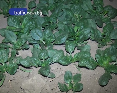 БАБХ продължава проверките в търговските мрежи заради спанака с татул