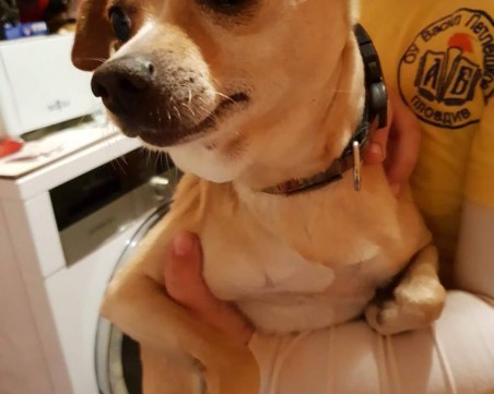 Намерен е мъжки пинчер, познава ли си го някой?