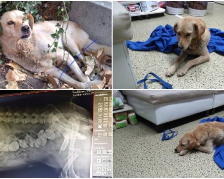 Нека помогнем! Блъснато кученце в Пловдив има нужда от операция СНИМКИ