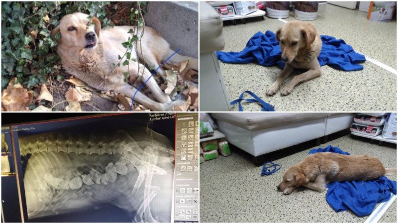 Нека помогнем! Блъснато кученце в Пловдив има нужда от операция СНИМКИ