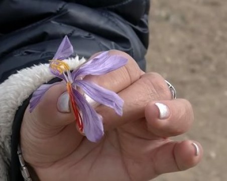 Най-скъпата подправка в света вече се отглежда и в България