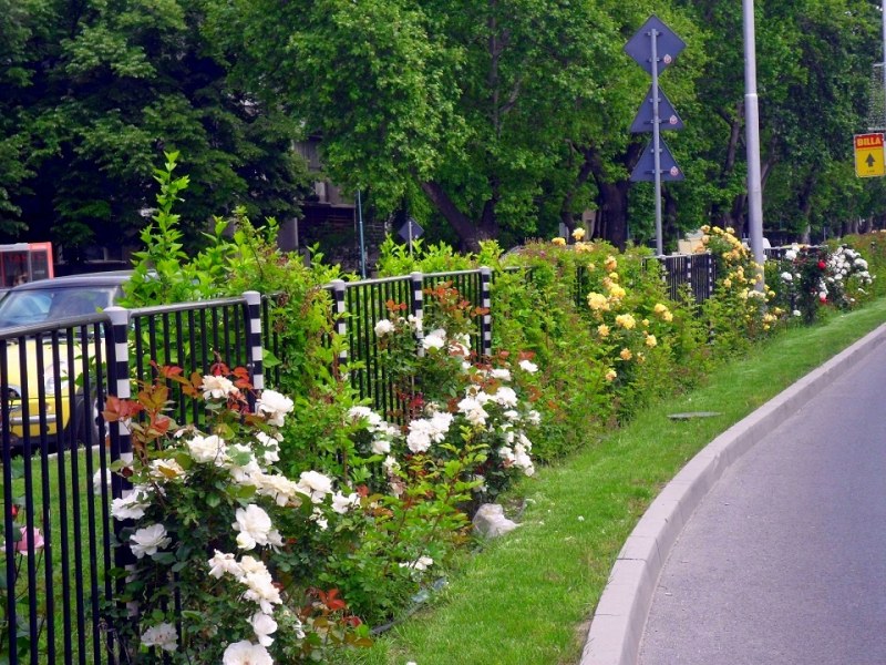 Преобразяват булевард “България“ с над 1700 розови храсти СНИМКИ