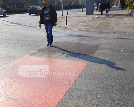 “Прелъстена и изоставена“ зебра в Пловдив си чака бояджиите СНИМКИ