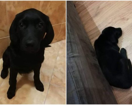 Арес изчезна! Собствениците му дават щедро възнаграждение на този, който го намери СНИМКИ