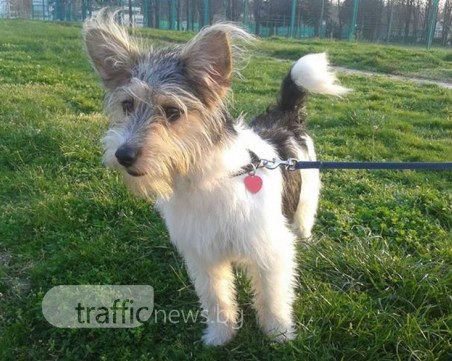 Една година по-късно стопанинът на Херо продължава да трепери, а стопанинът на Роки... СНИМКИ