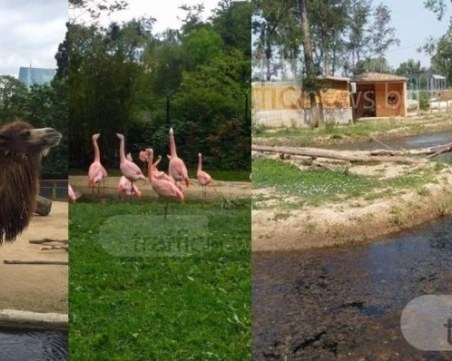 Община Пловдив започва да пълни зоопарка с животни, откриват го след решението на съда