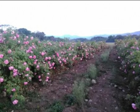 Пожар в пловдивско село унищожи 1,3 дка розов масив