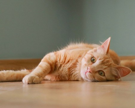 Десет признака, че вашата котка ви обича