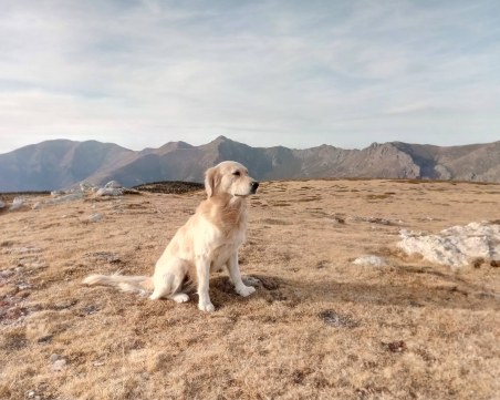 И Перелик си отиде, пловдивчани искат видеонаблюдение в парковете