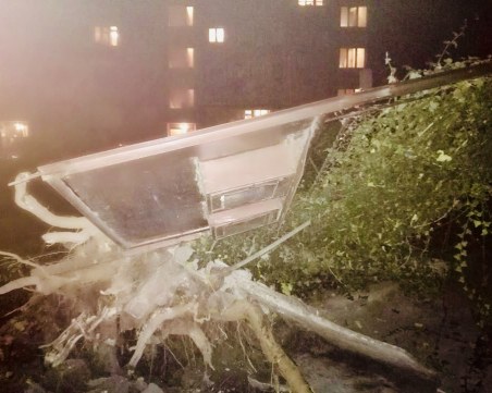 Погром пред сграда в Пловдив след отрязано дърво СНИМКИ