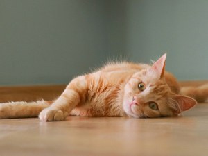 Десет признака, че вашата котка ви обича