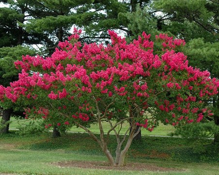 Деца създават първата етно градина в Пловдив