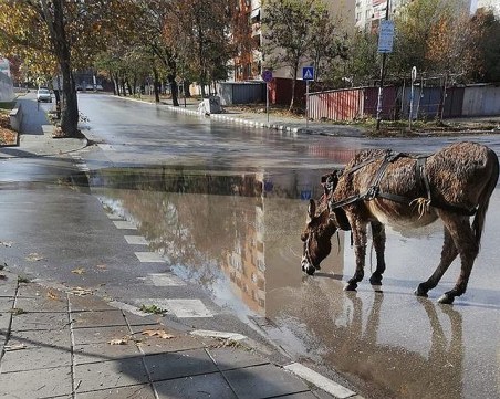 Магаре се разходи по улиците в Асеновград СНИМКИ