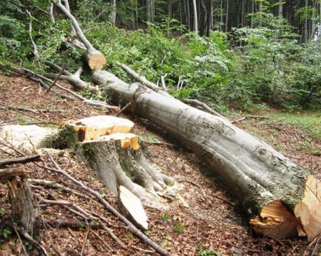 Mасова незаконна сеч край Садово