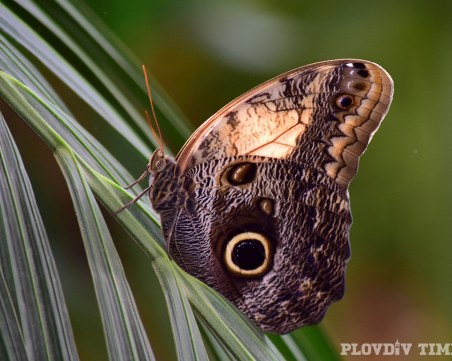 Природонаучният музей в Пловдив кани малчуганите за Световния ден на двукрилите насекоми