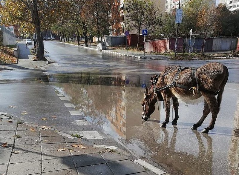Магаре се разходи по улиците в Асеновград СНИМКИ