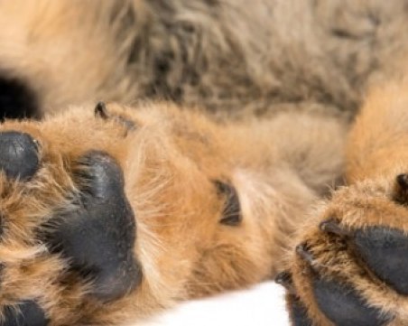 Издирват мъж, убил домашно куче в Пазарджик