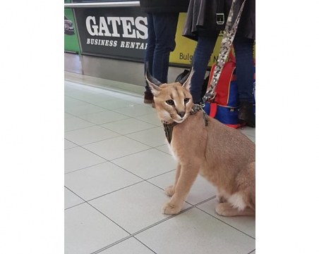 Каракал се появи редом до стопанката си на летище “София“