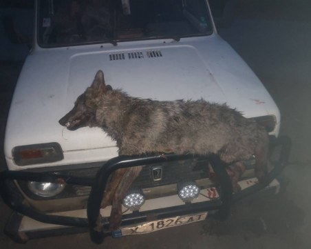 Ловци гръмнаха два вълка, трети от глутницата бил тежко ранен