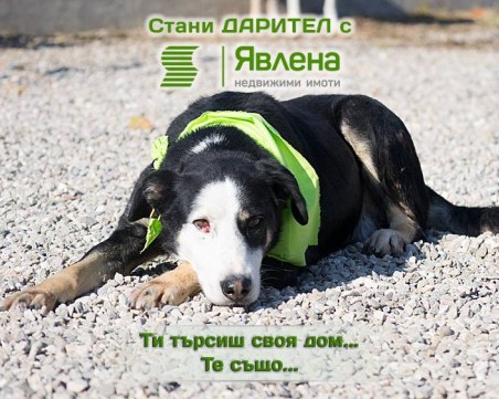 Ти търсиш своя дом, те също! “Явлена“ Пловдив кани всеки да намери своя приятел завинаги