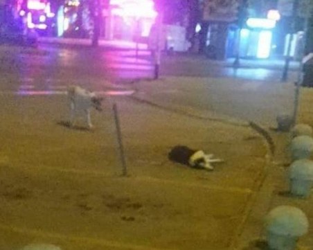 Зверство в Пазарджик! Неизвестен отрови 6 кучета, 4 от тях още се борят СНИМКИ 18+