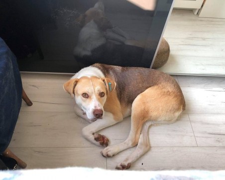 Кученце се изгуби в Кючука! Стопаните му го издирват СНИМКА