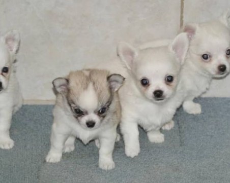 Продадоха болно кученце на семейство, не можаха да го спасят