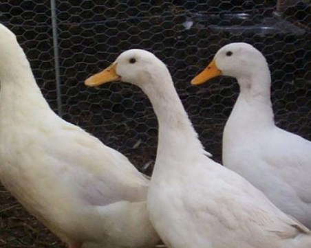 Откриха птичи грип край Брезово